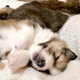 Shetland Sheepdog Puppies from Southern Charm Sheltie’s