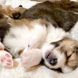Shetland Sheepdog Puppies from Southern Charm Sheltie’s