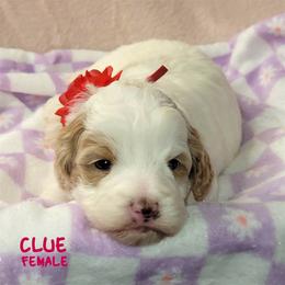 Clue - Red female Australian Labradoodle puppy in Beecher, Illinois from Erica’s Doodles