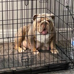 Mayhem - Bulldog