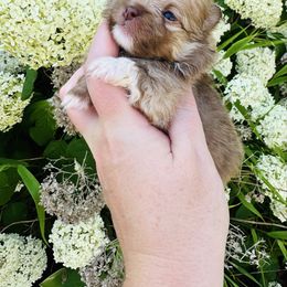 Coco - Chocolate and tan male Pomeranian puppy in Waterloo, Indiana from Garcias Pomeranian