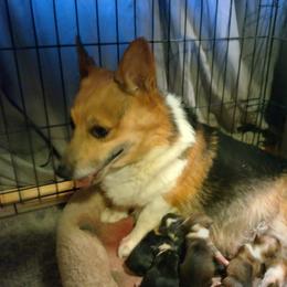 Panda - Pembroke Welsh Corgi