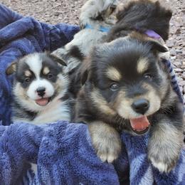 Pomskies and Siberian Huskies from HD Husky & Pomsky