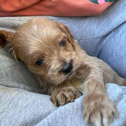 Finnick - Cream male Cockapoo puppy in Williamston, South Carolina from Sassy Bob’s Dogs