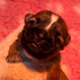 Meatball - Red male Shih Tzu puppy in Nekoosa, Wisconsin from Brox Acres House of Fur LLC