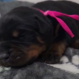Pink girl - Black and tan female Rottweiler puppy in Lake City, Florida from Haus Der Wut Kennels