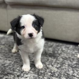 Alex - Black and white male Border Collie puppy in Washburn, Missouri from BS Farms