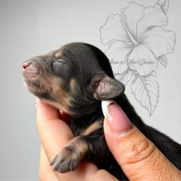 Aspen - Black and cream male Dachshund puppy in Redding, California from Jean & Mae Doxies