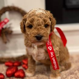 Jingles - Apricot female Goldendoodle puppy in Nortonville, Kentucky from Deb’s KY Doodles