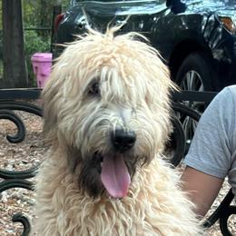 Cheesy - Wheaten male Soft Coated Wheaten Terrier puppy in Gladewater, Texas from Felicias Swheaties