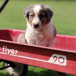 Border Collie Puppies from Bond Border Collies