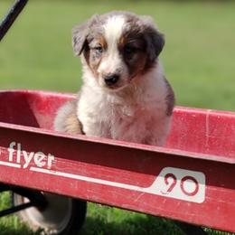 Border Collie Puppies from Bond Border Collies