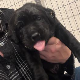Brown boy - Black male Labrador Retriever puppy in Menifee, California from The Golden Leash Kennels