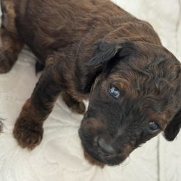 Poodle Puppies from Noelle Poodles