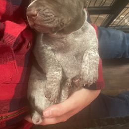 German Shorthaired Pointer and Jack Russell Terrier Puppies from Ivy Creek Kennels
