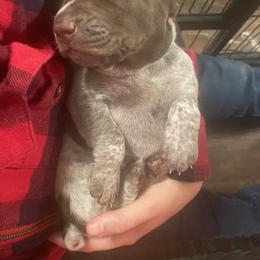 German Shorthaired Pointer and Jack Russell Terrier Puppies from Ivy Creek Kennels