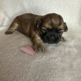 Girl - Brindle female Shih Tzu puppy in Milford, Delaware from Spunky Shih-Tzus Delaware (Spunky Shih-Tzus)
