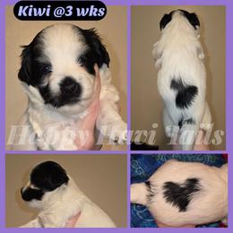 Kiwi -3rd born - Black and white female Havanese puppy in Kansas City, Missouri from Happy Havi Tails