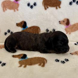 Miss White Collar - Brindle female Dachshund puppy in Willow Springs, Missouri from Krazy Acre Farm