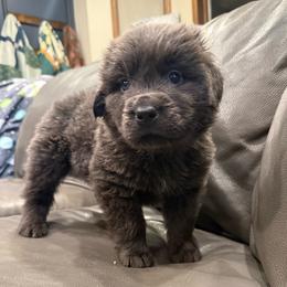 Noble - Gray male Newfoundland puppy in Saukville, Wisconsin from Crossroads Canines ~ Newfoundland Dogs