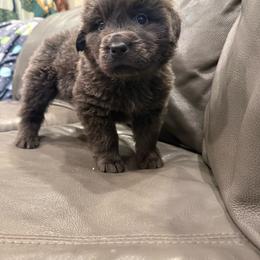Noble - Gray male Newfoundland puppy in Saukville, Wisconsin from Crossroads Canines ~ Newfoundland Dogs