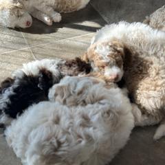 Aussiedoodle and Australian Mountain Doodle Puppies from Farmstead Doodles