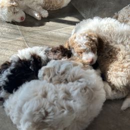 Aussiedoodle and Australian Mountain Doodle Puppies from Farmstead Doodles