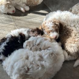 Aussiedoodle and Australian Mountain Doodle Puppies from Farmstead Doodles