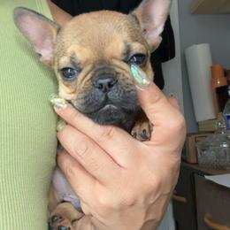 Dobby - Fawn male French Bulldog puppy in Roanoke Rapids, North Carolina from Ferrell’s Frenchies