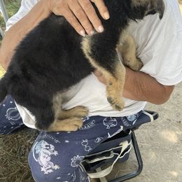 German Shepherd Puppies from Das Müller Hund Haus