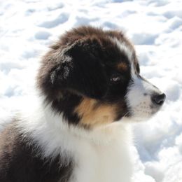 Australian Shepherd Puppies from Haulin Aussies