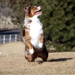 Lulu - Australian Shepherd
