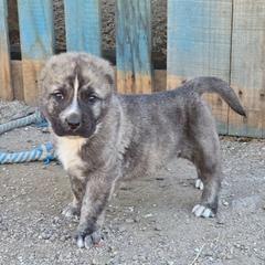 Boy 4 - Brindle male Armenian Gampr puppy in Neenach, California from The Mustangs Ranch