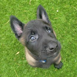 Dovah - Mahogany male Belgian Malinois puppy in Sanger, Texas from Faubion Malinois