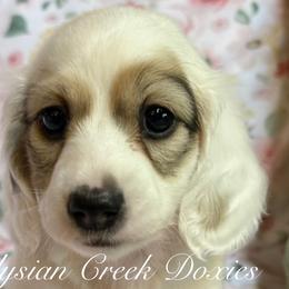Dachshunds from Elysian Creek Doxies