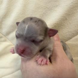 Blake - Blue merle male Chihuahua puppy in Brooklyn, Connecticut from Ladybug Chihuahuas