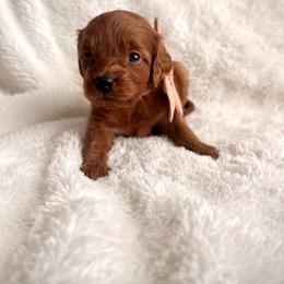 Ara - Red  female Goldendoodle puppy in Ogden, Utah from Abby Chaffee