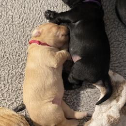 Labrador Retriever Puppies from Crout Kennels