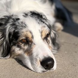 Australian Shepherds from Western Heritage Australian Shepherds