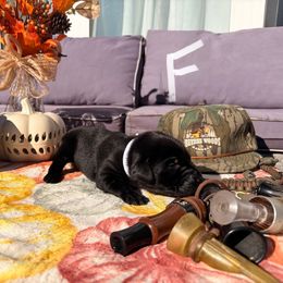 White Girl - Black female Labrador Retriever puppy in Talking Rock, Georgia from Bethel Woods Kennels