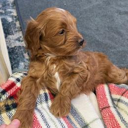 Cavapoo Puppies from AZ Cavapoos