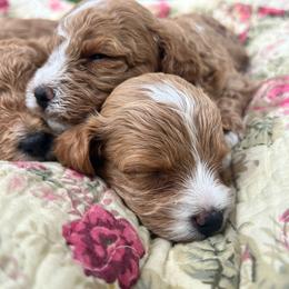 Boy pick 2 - male Cavapoochon puppy in Clementon, New Jersey from PitterPatterPuppiesNJ