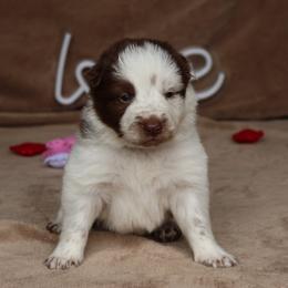 Theo - AKC Reg - Red male Border Collie puppy in Courtland, Alabama from C Bar C Ranch Border Collies