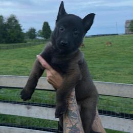 Boy 2 - Mahogany male Belgian Malinois puppy in Paris, Kentucky from Z Domu Niedzwiedzia Malinois