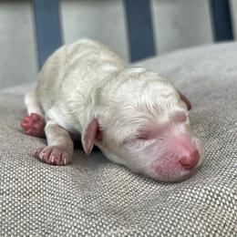 Oak - Cream female Poodle puppy in Tucson, Arizona from Desert Doodles + Poodles