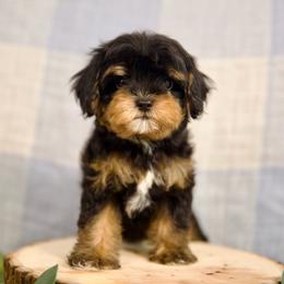Aston - Tri-color male Cavapoo puppy in Queen Creek, Arizona from Dulcito Doodles