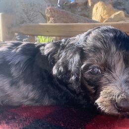 Sugarplum - Blue merle female Aussiedoodle puppy in Riverside, California from Just Loving Doodles