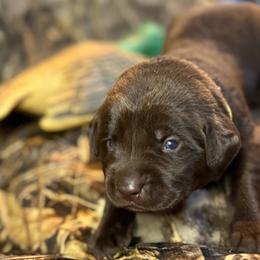 Yellow-Green chocolate boy - Chocolate male Labrador Retriever puppy in Moore, Oklahoma from Okiehuntinboyz Labrador Retrievers