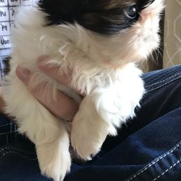 Shih Tzu Puppies from Willow Lane Shih Tzus