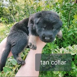 German Shepherd Puppies from Sheldon Shepherds LLC